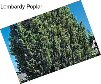 Lombardy Poplar
