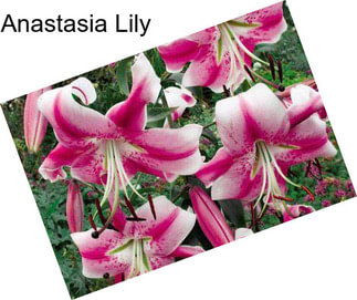 Anastasia Lily