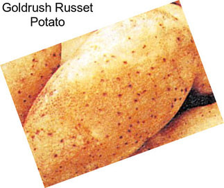 Goldrush Russet Potato