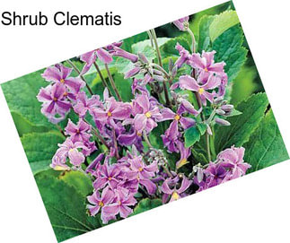 Shrub Clematis