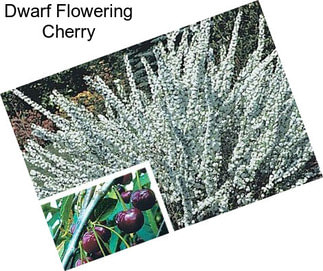 Dwarf Flowering Cherry