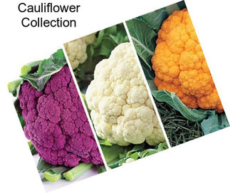 Cauliflower Collection