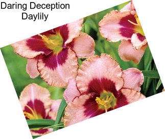 Daring Deception Daylily