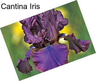 Cantina Iris