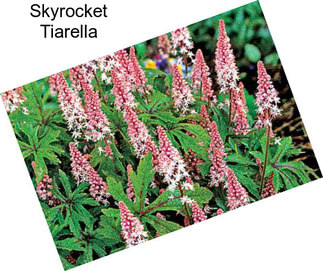 Skyrocket Tiarella