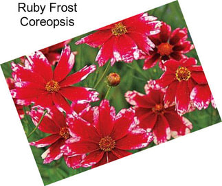 Ruby Frost Coreopsis