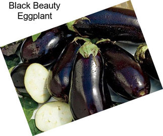 Black Beauty Eggplant