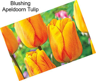 Blushing Apeldoorn Tulip