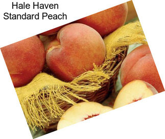 Hale Haven Standard Peach