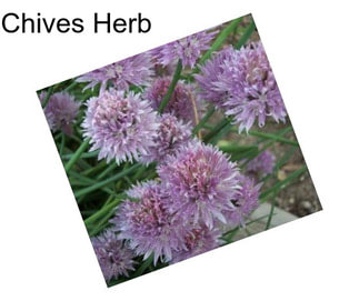 Chives Herb