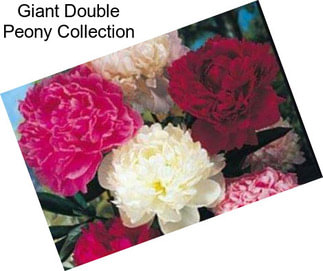 Giant Double Peony Collection