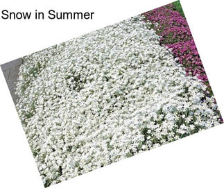 Snow in Summer