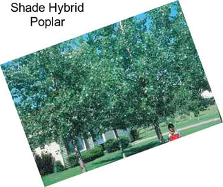 Shade Hybrid Poplar
