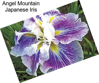 Angel Mountain Japanese Iris