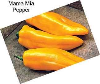 Mama Mia Pepper