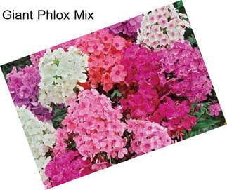 Giant Phlox Mix