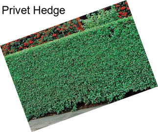 Privet Hedge