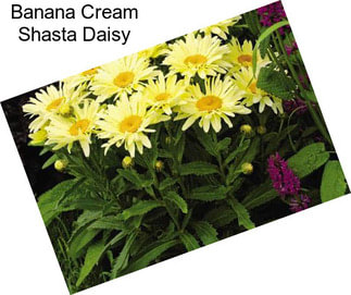 Banana Cream Shasta Daisy