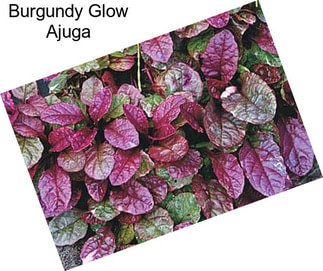 Burgundy Glow Ajuga