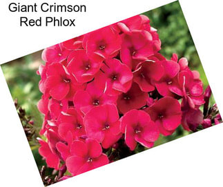 Giant Crimson Red Phlox