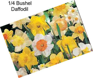 1/4 Bushel Daffodil