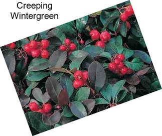 Creeping Wintergreen