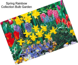 Spring Rainbow Collection Bulb Garden