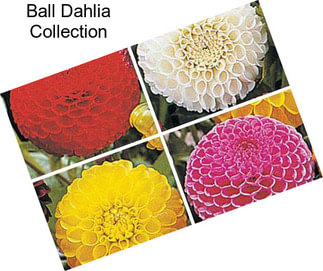 Ball Dahlia Collection
