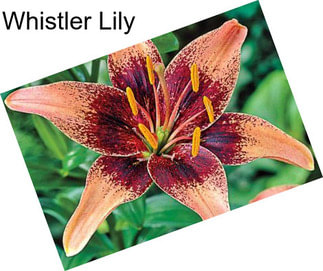 Whistler Lily