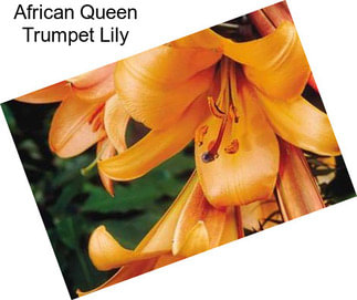 African Queen Trumpet Lily