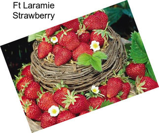 Ft Laramie Strawberry