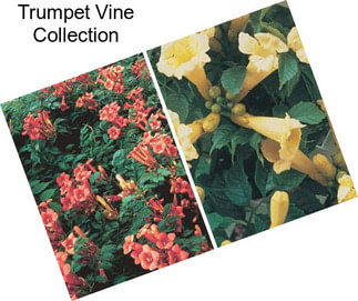 Trumpet Vine Collection