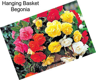 Hanging Basket Begonia