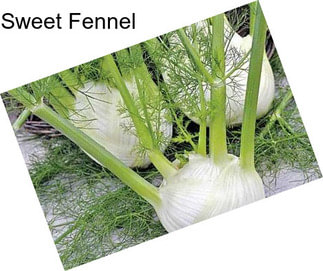 Sweet Fennel