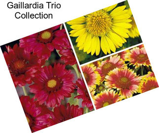 Gaillardia Trio Collection