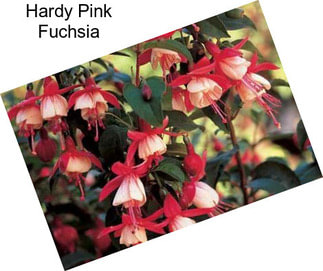 Hardy Pink Fuchsia