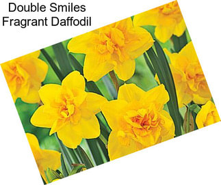 Double Smiles Fragrant Daffodil