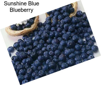 Sunshine Blue Blueberry