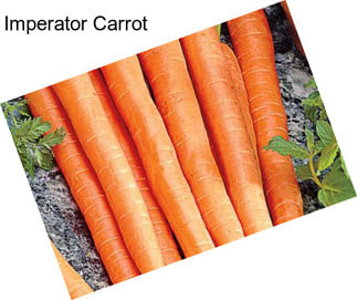 Imperator Carrot