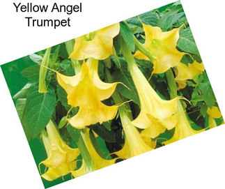 Yellow Angel Trumpet