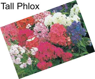 Tall Phlox