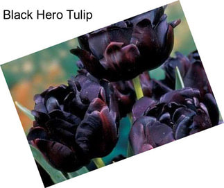 Black Hero Tulip