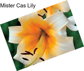 Mister Cas Lily