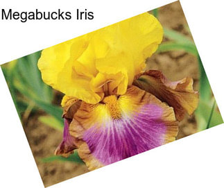 Megabucks Iris