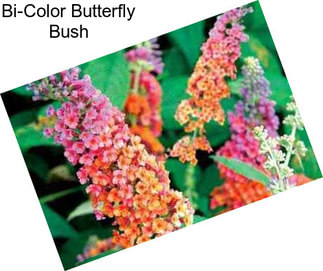 Bi-Color Butterfly Bush