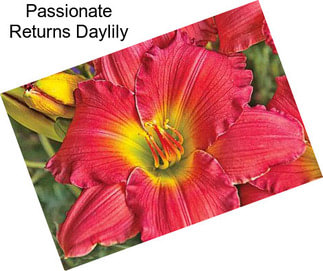 Passionate Returns Daylily