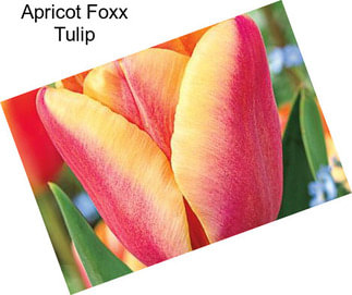 Apricot Foxx Tulip