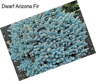 Dwarf Arizona Fir