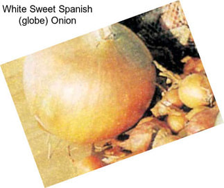 White Sweet Spanish (globe) Onion