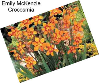 Emily McKenzie Crocosmia